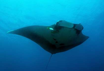 Raie manta à Isla del Cano