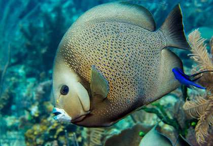Poisson Ange © Blackbird Caye Resort