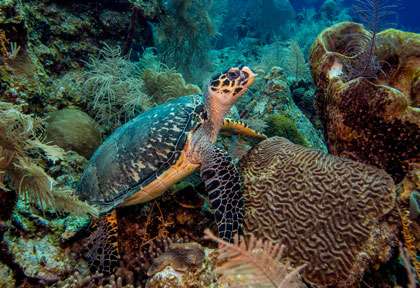 Tortue au Blackbird Caye Resort