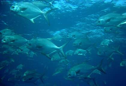 Turneffe Island Resort Dive Center