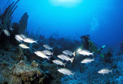 Plongée Turneffe Island Resort © JM Mille