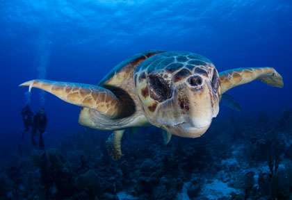 Tortue au Belize © Turneffe Island Resort