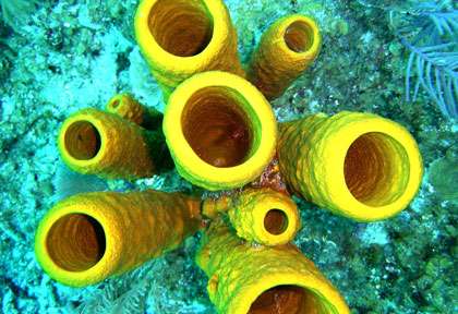 Éponge au Belize © Turneffe Island Resort