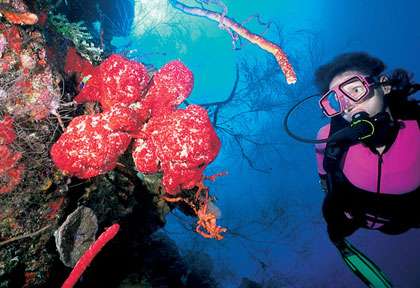 Plongée au Bélize © Aggressor Fleet