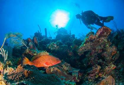 Plongée au Belize