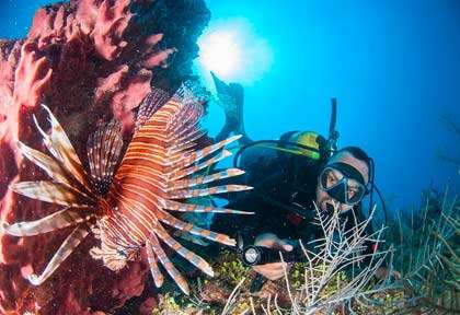 Poisson lion au Belize