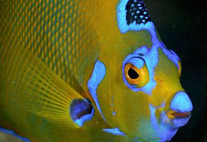 Poisson-Ange © Sundancer II