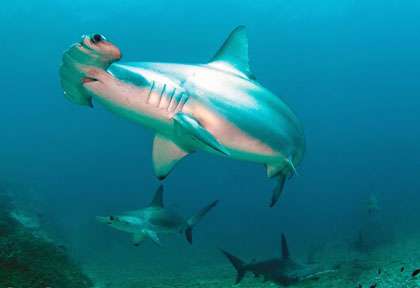 Requin marteau © Coiba Dive Expeditions - Frédéric Pierre