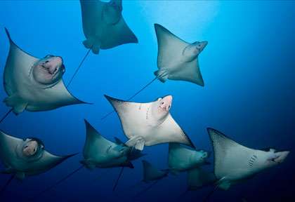 Raie Aigle en Croisière à l’île Coco