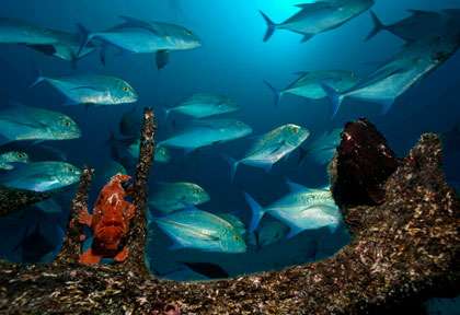 Croisière plongée île Coco