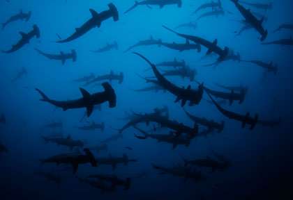 Requin marteau île coco