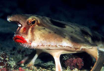 Poisson chauve-souris île Coco