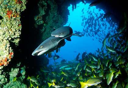 Requin point blanche île Coco