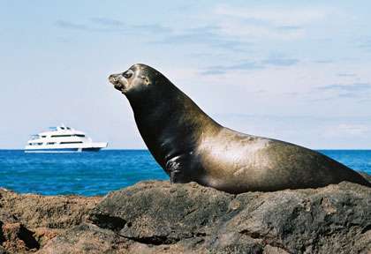 Otarie des Galapagos