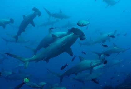 Requins-marteaux en plongée aux Galapagos