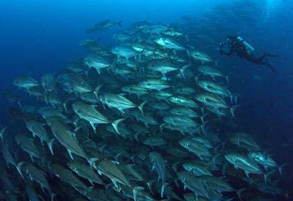 Voyage plongée aux Galapagos