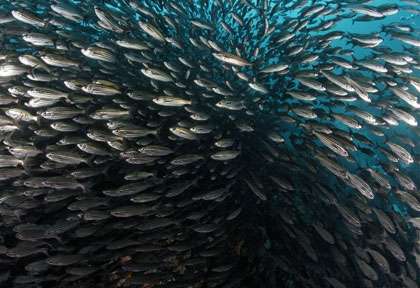 Plongée aux Galapagos