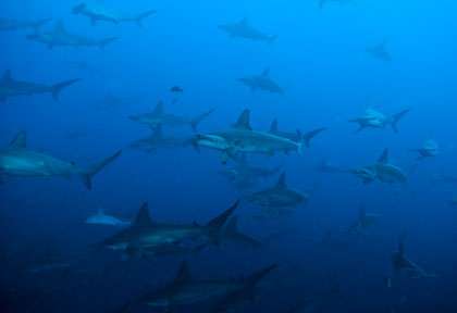 banc requins marteaux