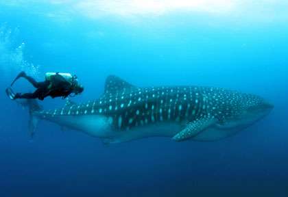 Requin-baleine aux Galapagos