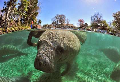 Lamantin de Crystal River