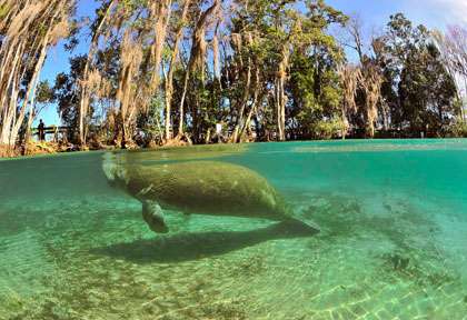 Lamantin de Crystal River