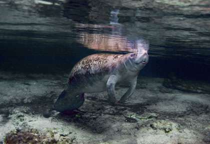 Les lamantins de Floride