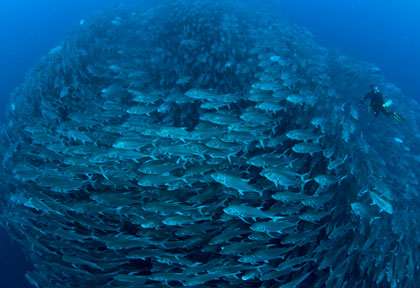 Plongée au Costa Rica