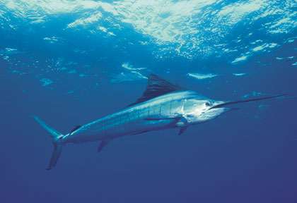 Espadon au Costa Rica