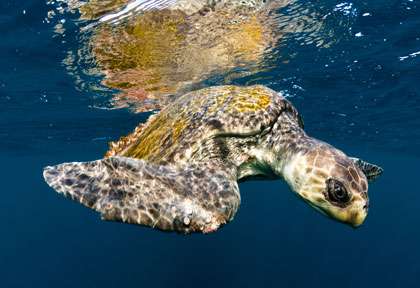 Tiortue au Costa Rica