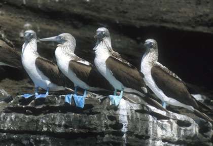 Fou à pieds bleu des Galapagos