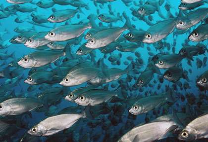 Croisière plongée aux Galapagos