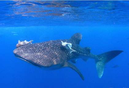 Requin-baleine aux Galapagos