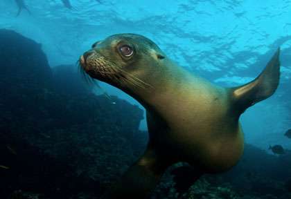 Otarie aux Galapagos
