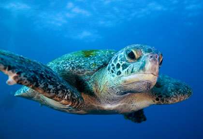 Tortue aux Galapagos