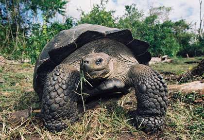Tortue des Galapagos