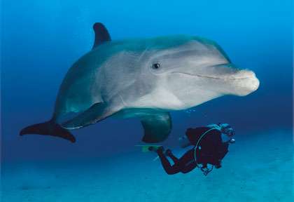 Plongée avec les Dauphins