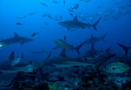 Requins au Honduras