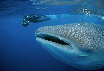 Croisière plongée Honduras