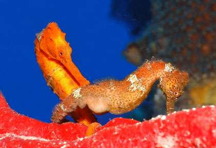 Plongée au honduras