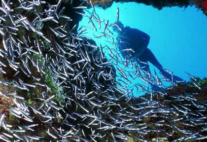 Plongée au Honduras