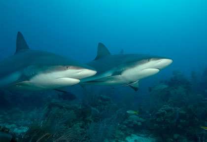 Plongée avec les Requins de Roatan