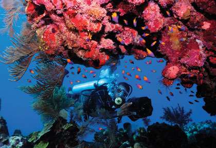 Plongée au Honduras