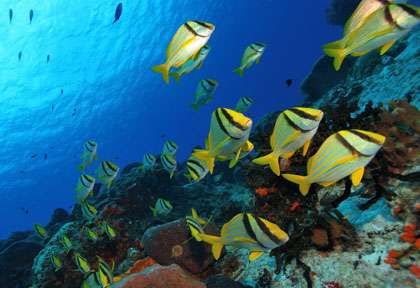 Plongée à Playa Del Carmen
