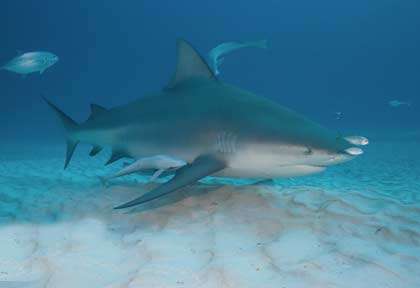 Plongée requin-bouledogue