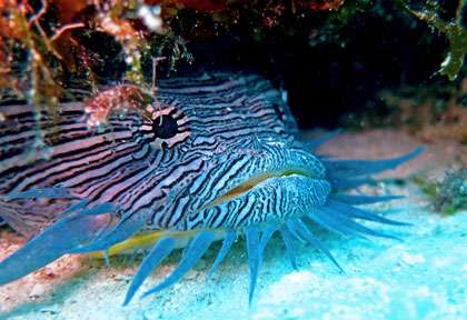 Poisson-chat en plongée à Cozumel