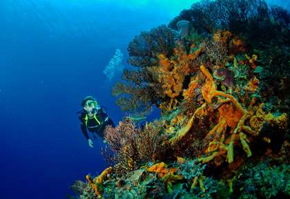 Plongée à Cozumel