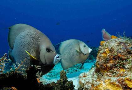 Poisson ange en Plongée à Cozumel