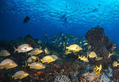 plongée à Cozumel