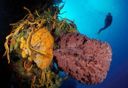 plongée à Cozumel