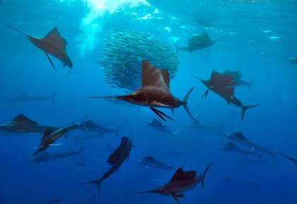 Espadon voilier © Pascal kobeh